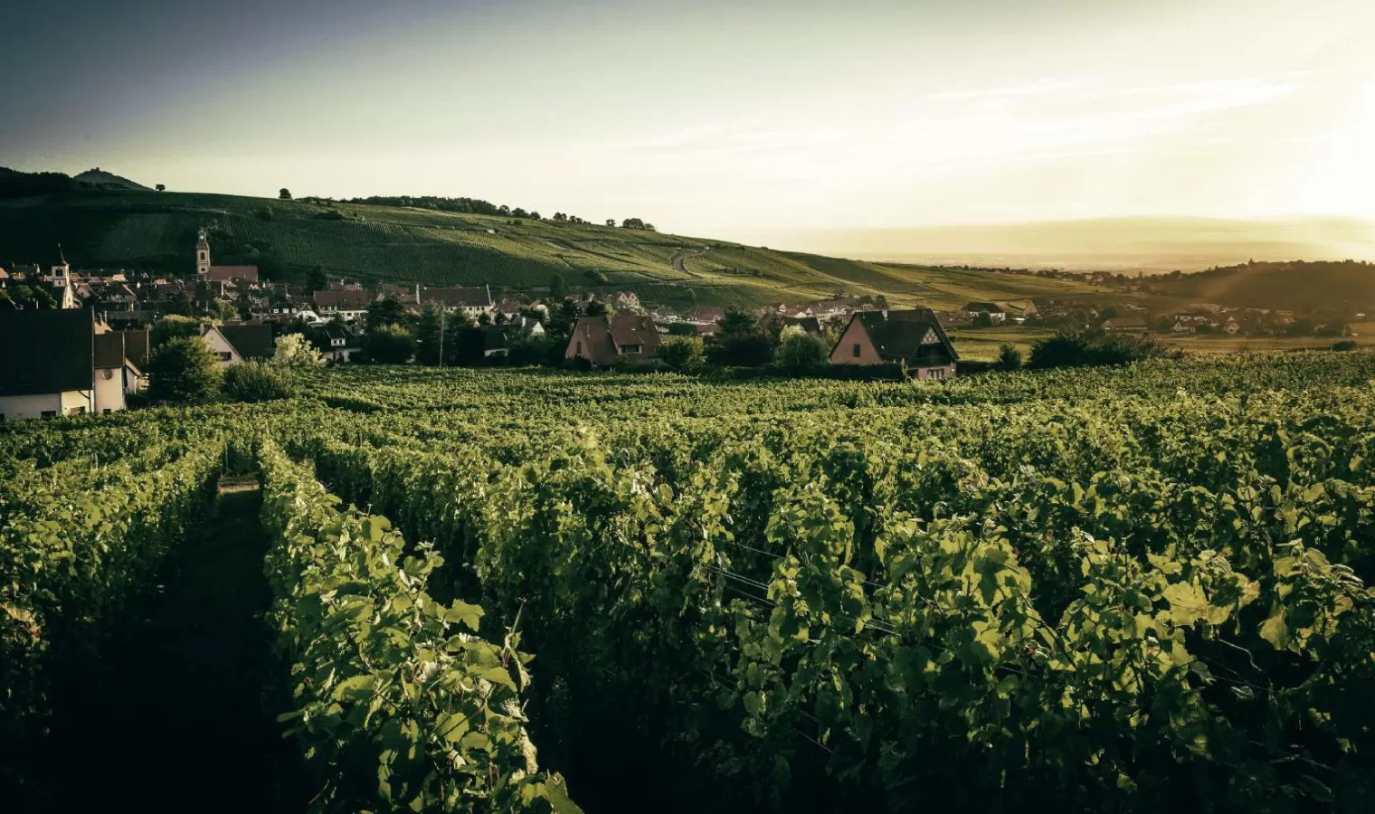 hugel vineyard
